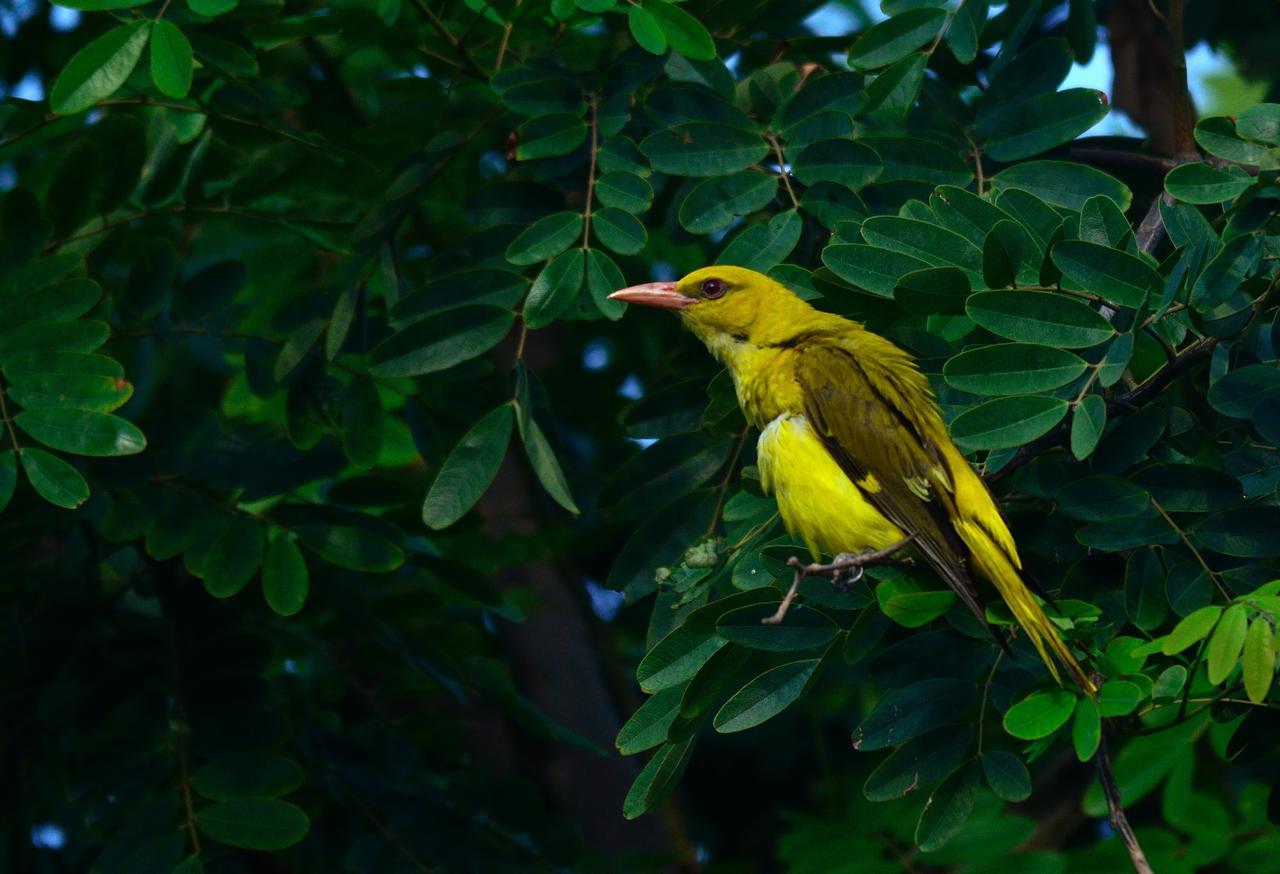 Nature Resort Agra  Eksteriør billede