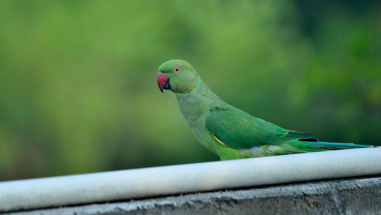 Nature Resort Agra  Eksteriør billede
